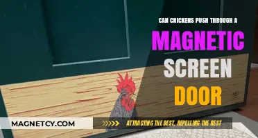 Chickens vs. Magnetic Screen Doors: Can They Push Through?
