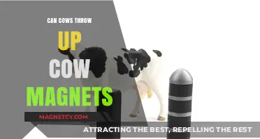 Can Cows Throw Up Cow Magnets? Unraveling the Myth
