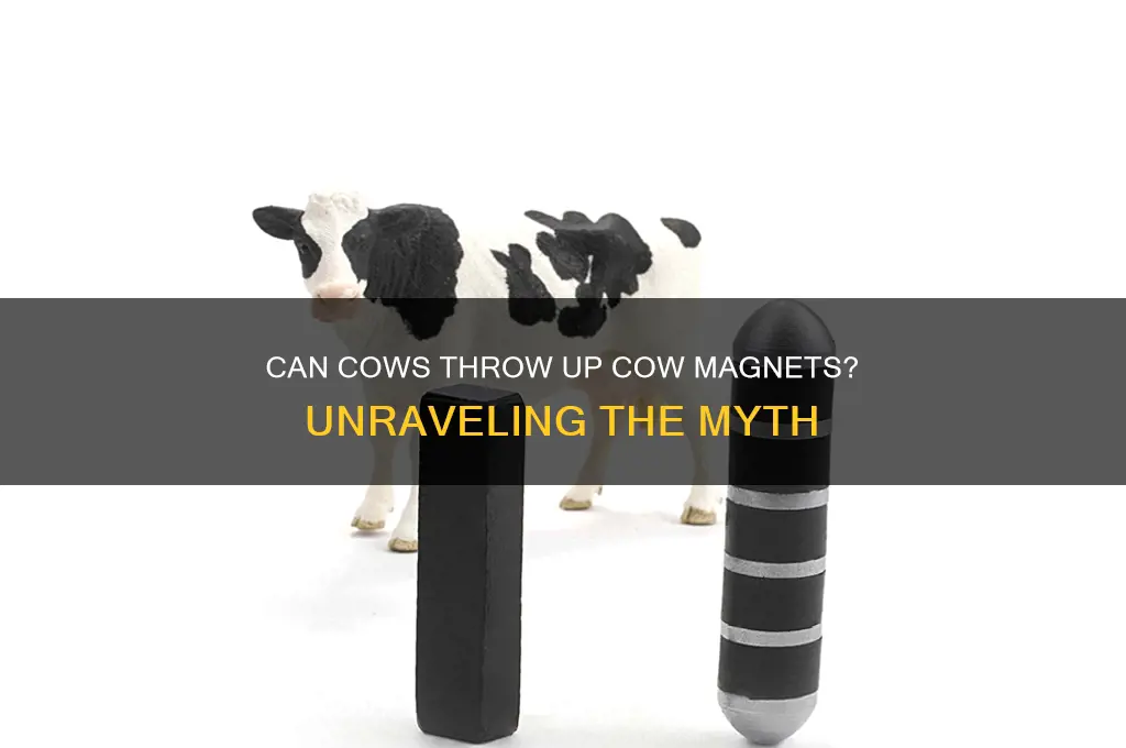can cows throw up cow magnets