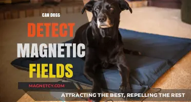 Can Dogs Sense Earth's Magnetic Fields? Unveiling Canine Superpowers