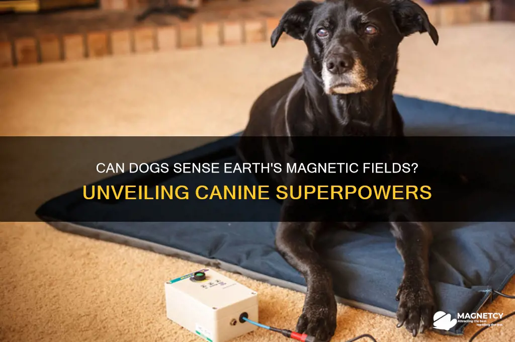 can dogs detect magnetic fields