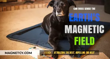 Can Dogs Detect Earth's Magnetic Field? Unveiling Canine Sensory Secrets