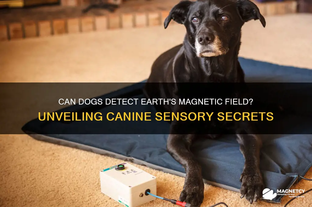 can dogs sense the earth