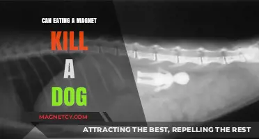 Can Eating a Magnet Kill a Dog? Facts and Risks Explained