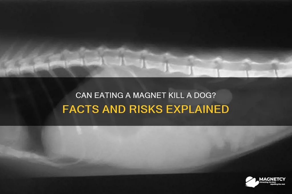 can eating a magnet kill a dog