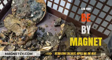 Can Fish Be Attracted by Magnets? Unraveling the Magnetic Mystery
