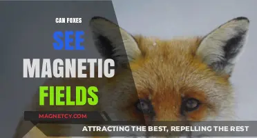Do Foxes See Magnetic Fields? Unveiling the Mystery of Animal Magnetoreception