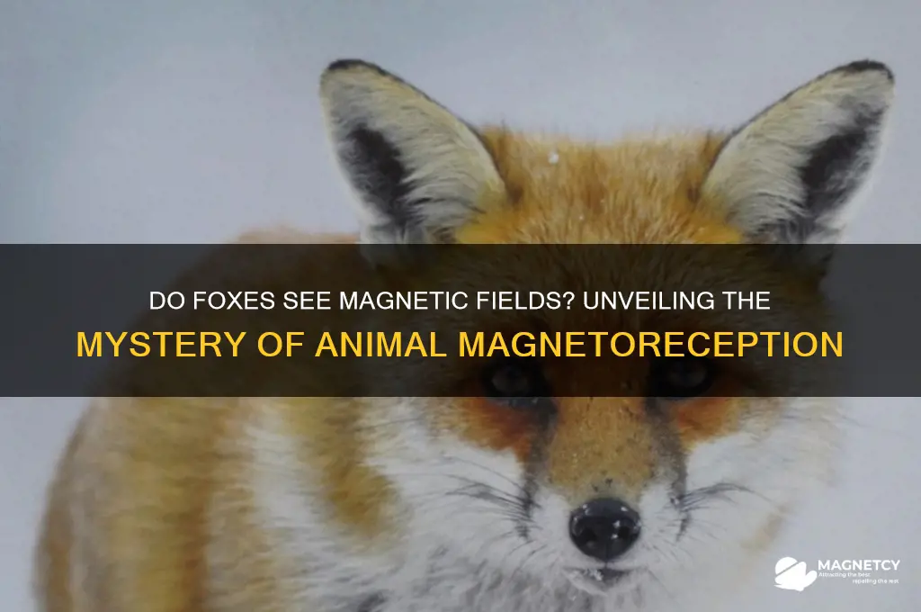can foxes see magnetic fields