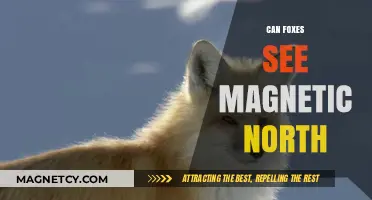 Do Foxes Navigate Using Earth's Magnetic North?