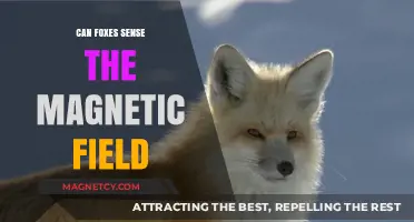 Do Foxes Navigate Using Earth's Magnetic Field? Surprising Insights