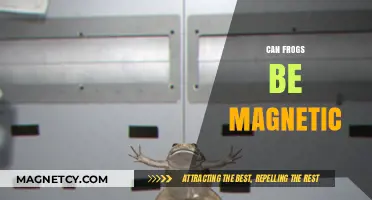 Can Frogs Be Magnetic? Exploring the Surprising Science Behind Amphibians