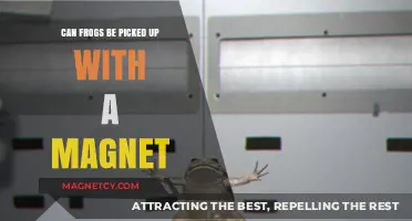 Can Frogs Be Magnetically Attracted? Unraveling the Myth and Science