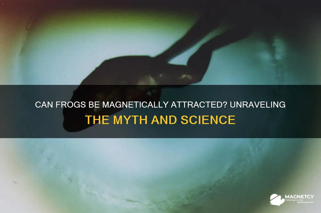 can frogs be picked up with a magnet