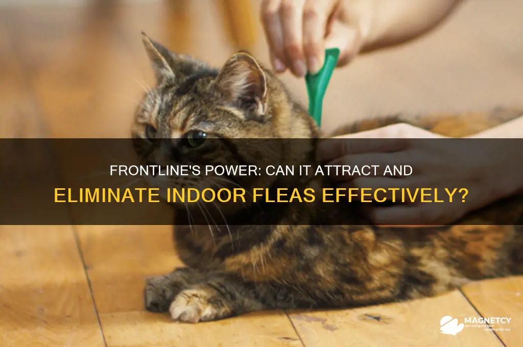 can frontline work as a magnet for indoor fleas