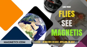Do Fruit Flies Detect Magnetic Fields? Unveiling Their Sensory Abilities