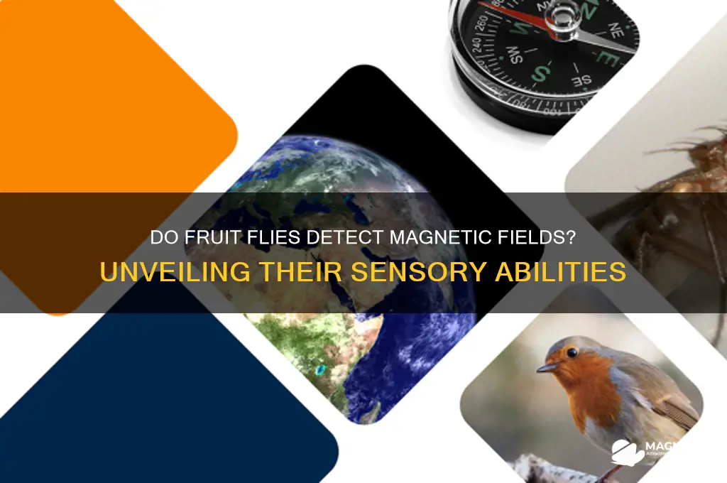 can fruit flies see magnetism