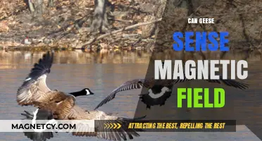 Do Geese Navigate Using Earth's Magnetic Field? Exploring Avian Senses