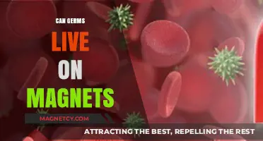 Can Germs Survive on Magnets? Unraveling the Science Behind It