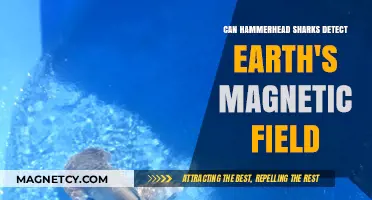 Hammerhead Sharks: Navigating Earth's Magnetic Field with Precision