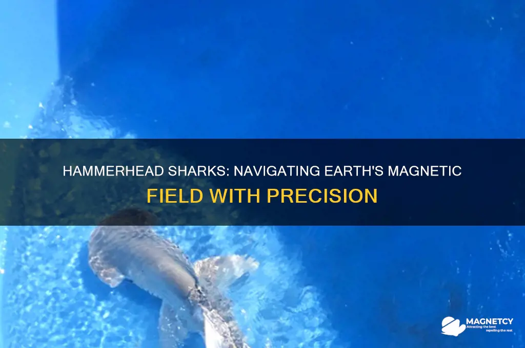can hammerhead sharks detect earth