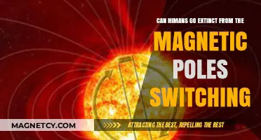 Magnetic Pole Reversal: Could It Lead to Human Extinction?
