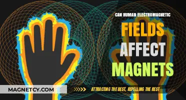 Human Electromagnetic Fields: Can They Influence Magnet Behavior?