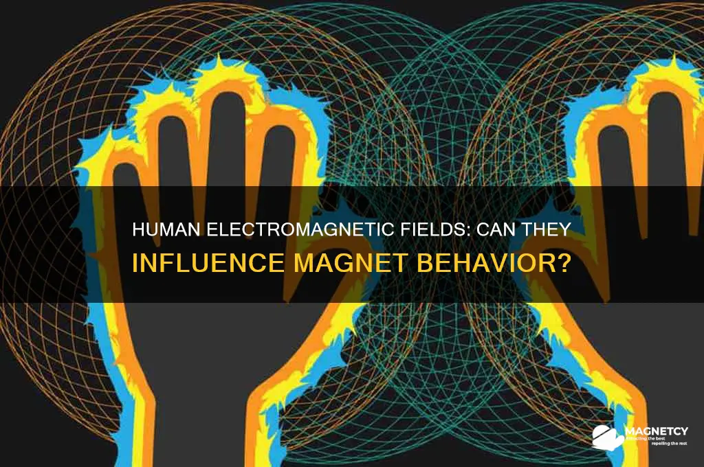can human electromagnetic fields affect magnets