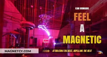 Can Humans Sense Earth's Magnetic Field? Exploring Our Hidden Compass