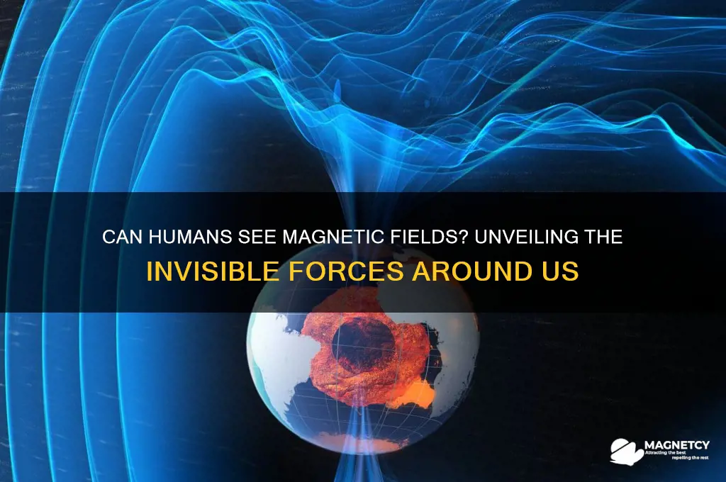 can humans see magnetic fields