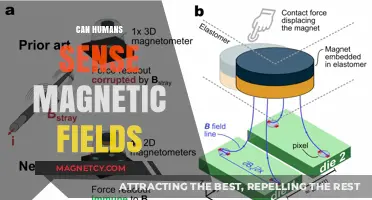 Can Humans Detect Earth's Magnetic Fields? Exploring Our Sixth Sense