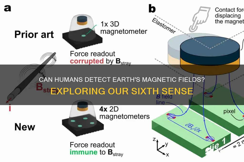 can humans sense magnetic fields