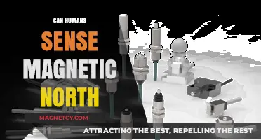 Can Humans Sense Magnetic North? Exploring Our Innate Compass Abilities