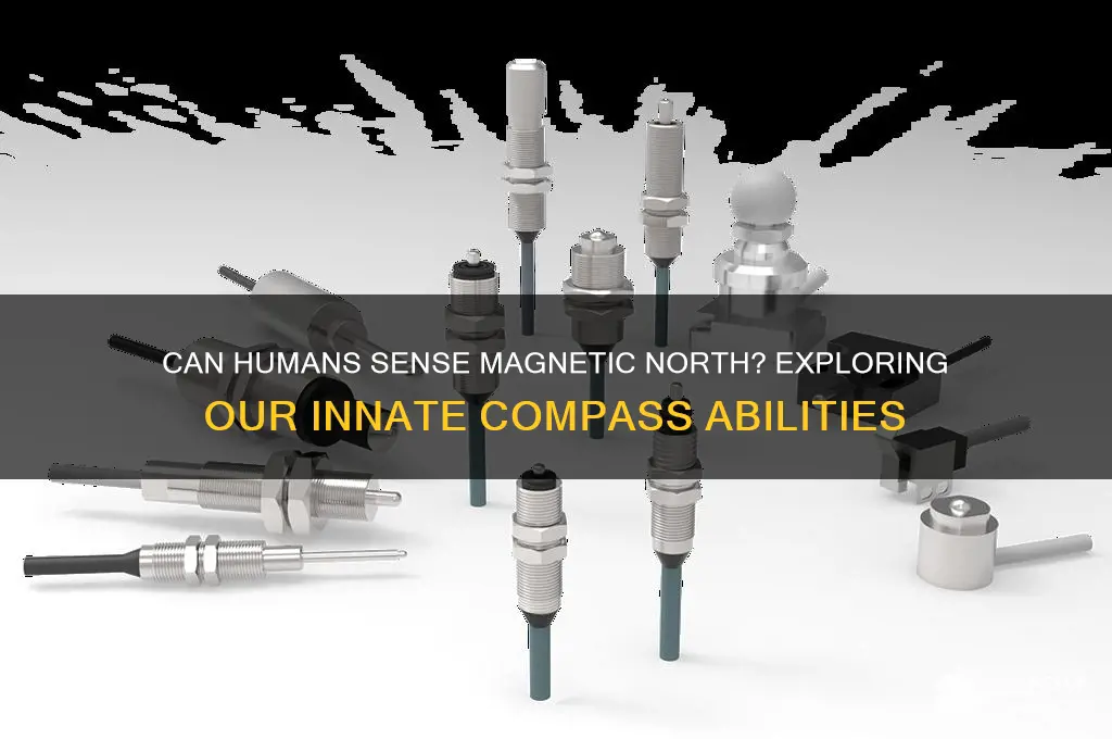 can humans sense magnetic north