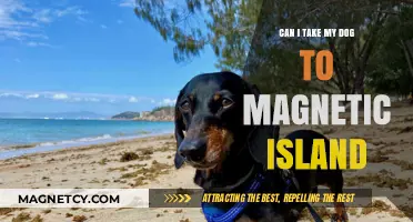 Exploring Magnetic Island: Can Your Dog Join the Adventure?