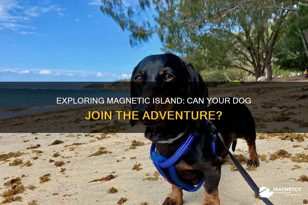 can i take my dog to magnetic island