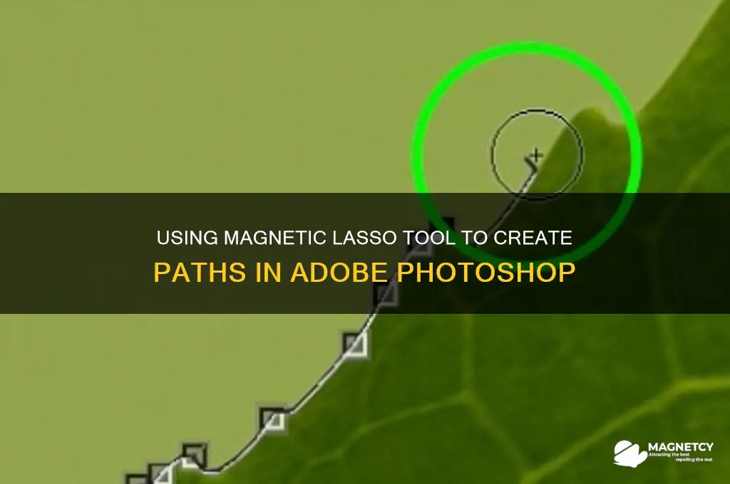 can i use magnetic lasso to create a path