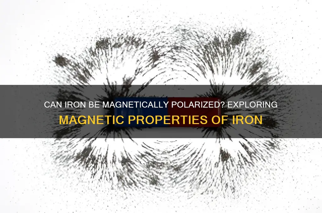 can iron be magnetically polarized