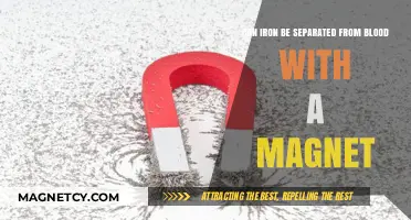 Magnetic Separation: Can Iron Be Extracted from Blood Using Magnets?