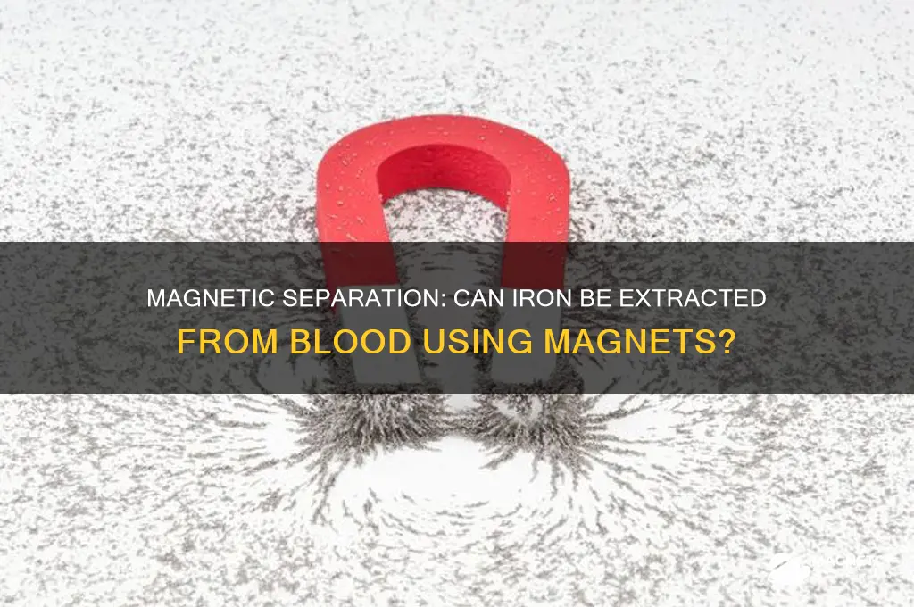 can iron be separated from blood with a magnet