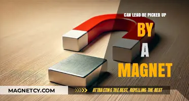 Can Lead Be Magnetized? Exploring Magnetic Properties of Lead