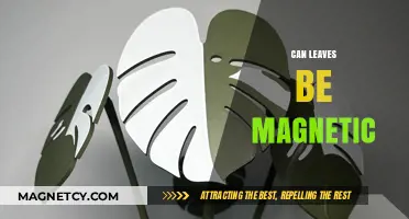 Exploring the Surprising Magnetic Properties of Leaves: Fact or Fiction?