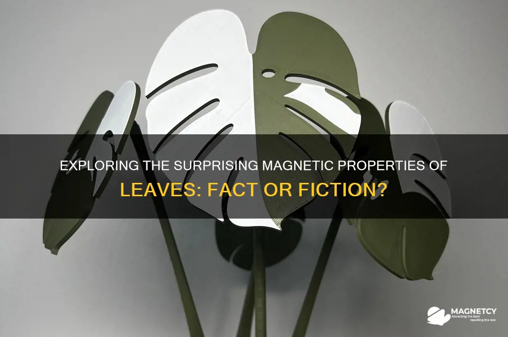 can leaves be magnetic