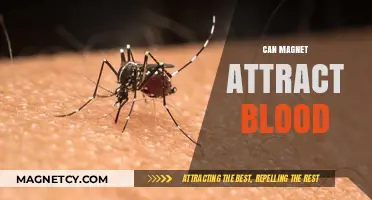 Can Magnets Attract Blood? Exploring the Science Behind the Myth