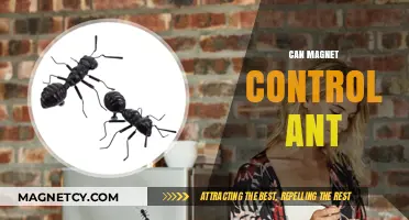 Magnetic Influence: Exploring the Control of Ants Through Magnetism