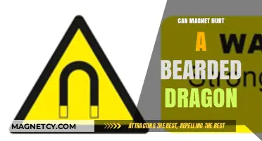 Can Magnets Harm Bearded Dragons? Essential Safety Tips for Owners