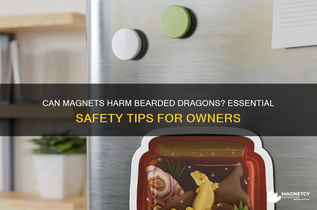 can magnet hurt a bearded dragon