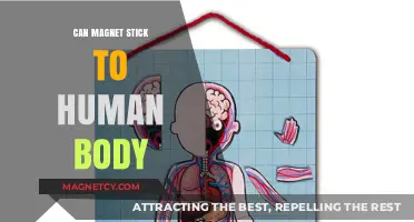 Can Magnets Stick to Your Body? Unraveling the Myth and Science