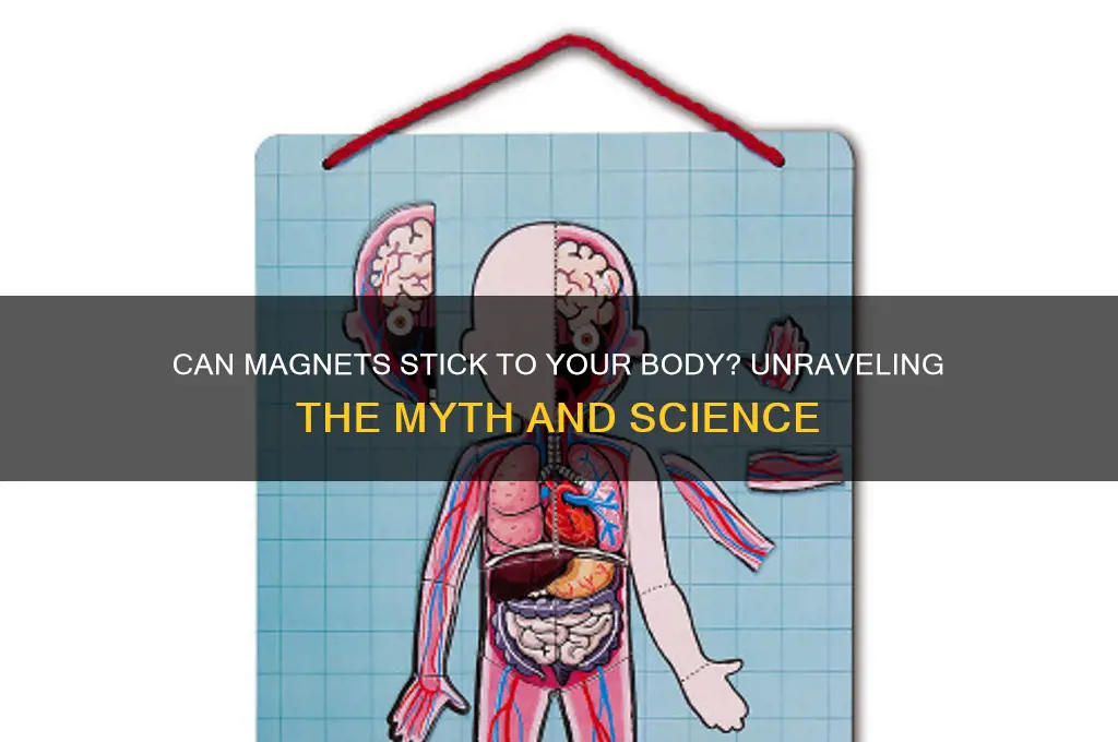 can magnet stick to human body