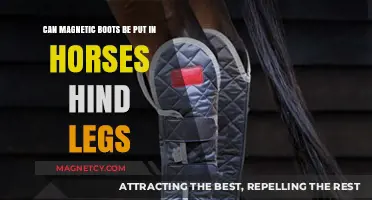 Can Magnetic Boots Safely Benefit Horses' Hind Legs? Expert Insights