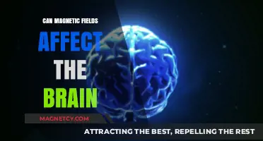 Magnetic Fields and Brain Function: Unraveling the Mind-Bending Connection
